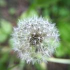 Pusteblume