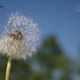 Pusteblume