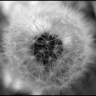 Pusteblume