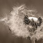 Pusteblume 