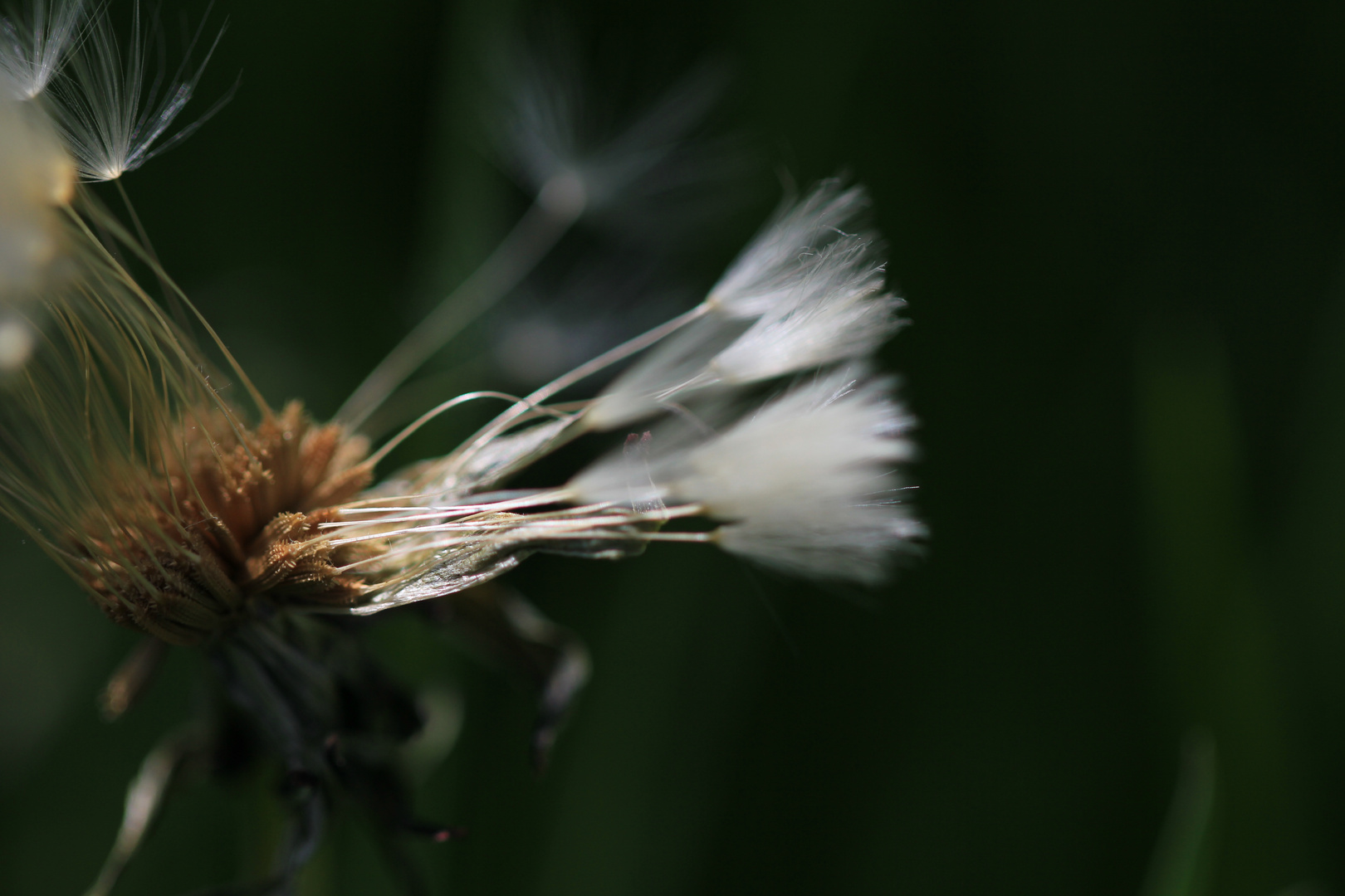 Pusteblume