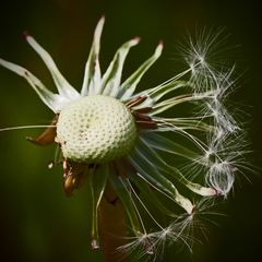 Pusteblume