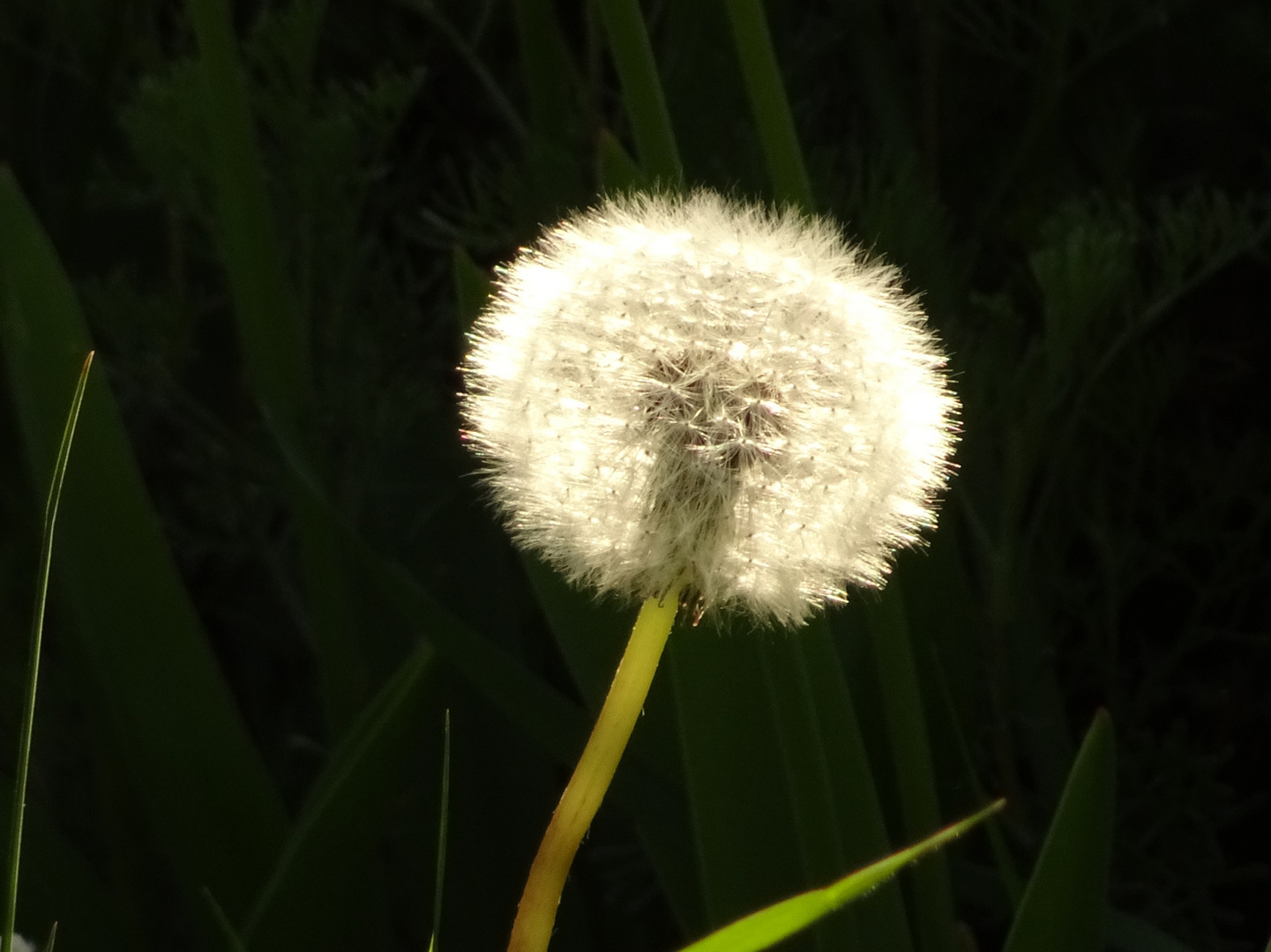 Pusteblume