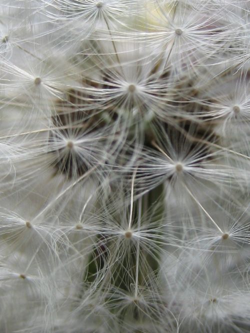 Pusteblume