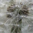 Pusteblume