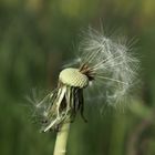 Pusteblume