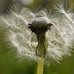 ~ Pusteblume ~