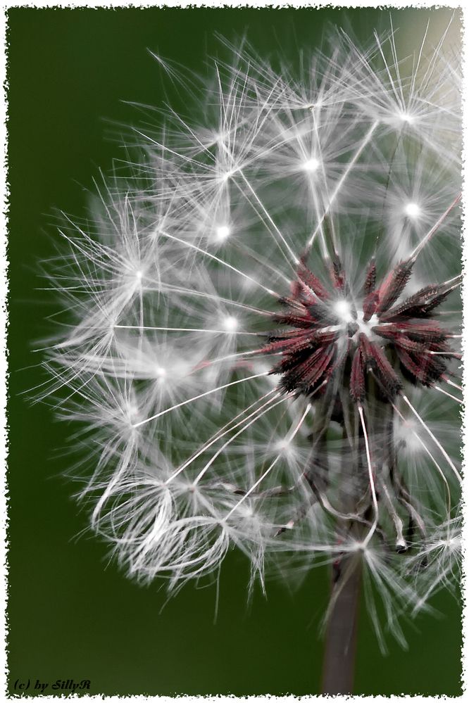 Pusteblume