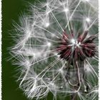 Pusteblume