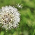 Pusteblume Farbe