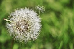 Pusteblume Farbe