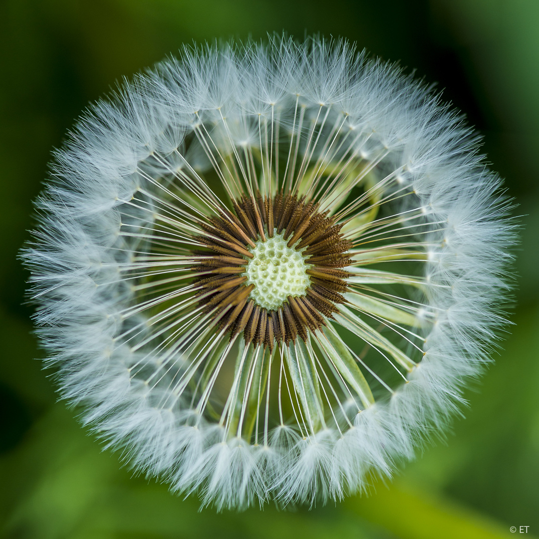 Pusteblume farbig