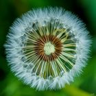 Pusteblume farbig