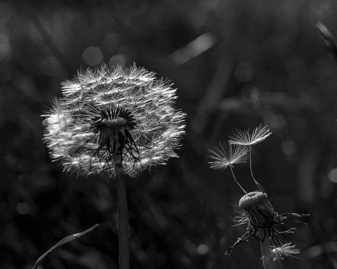 Pusteblume, fast ausgepustet (2)