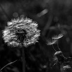 Pusteblume, fast ausgepustet (2)