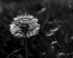 Pusteblume, fast ausgepustet (2)