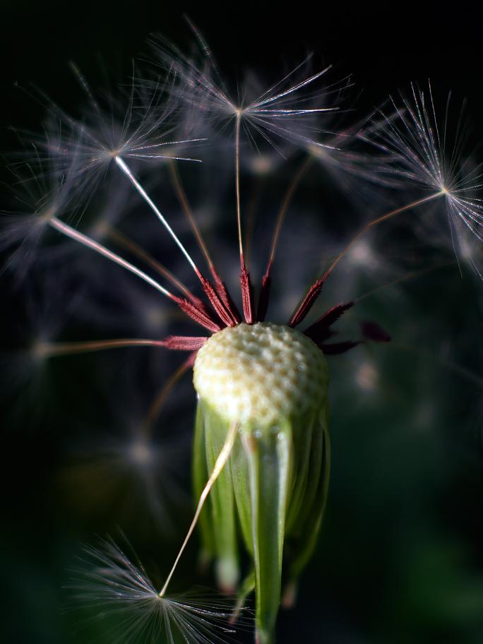 pusteblume fast ausgepustet