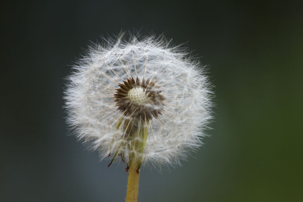 Pusteblume fast komplett...