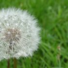 Pusteblume