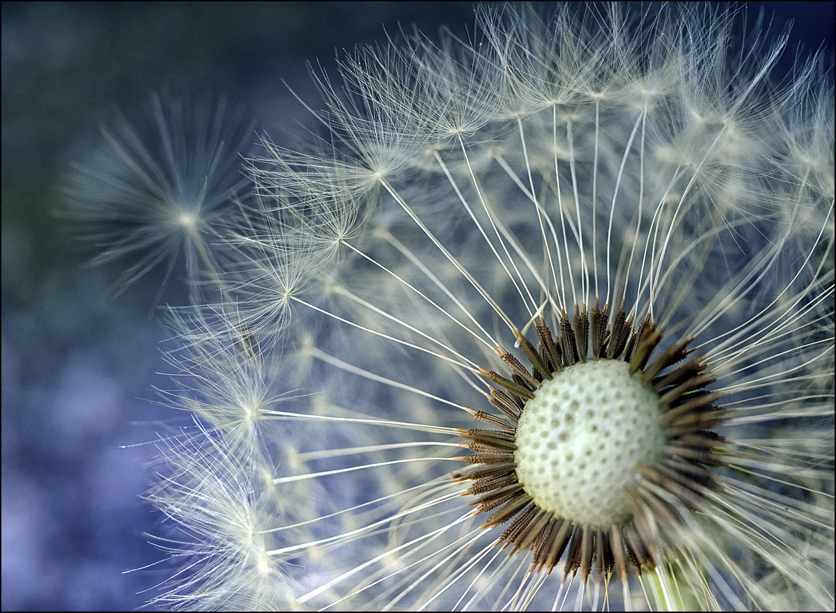 Pusteblume Foto & Bild | spezial, makro, natur Bilder auf fotocommunity