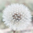 Pusteblume