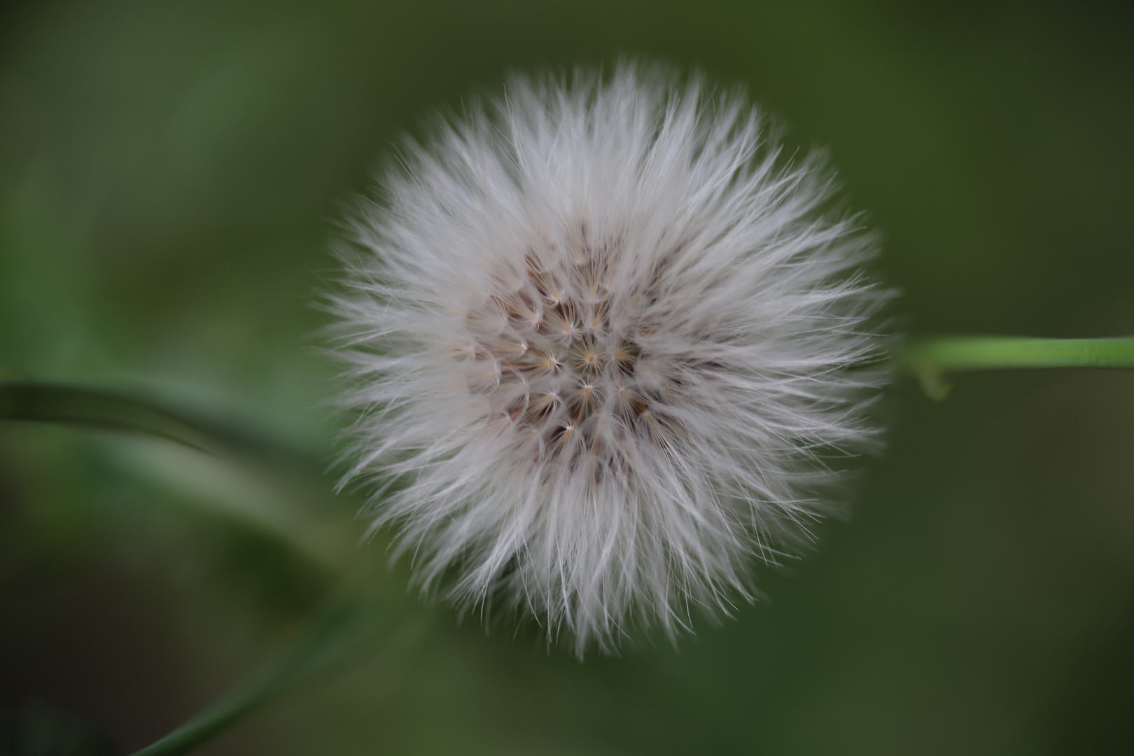 +++Pusteblume+++