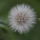 +++Pusteblume+++