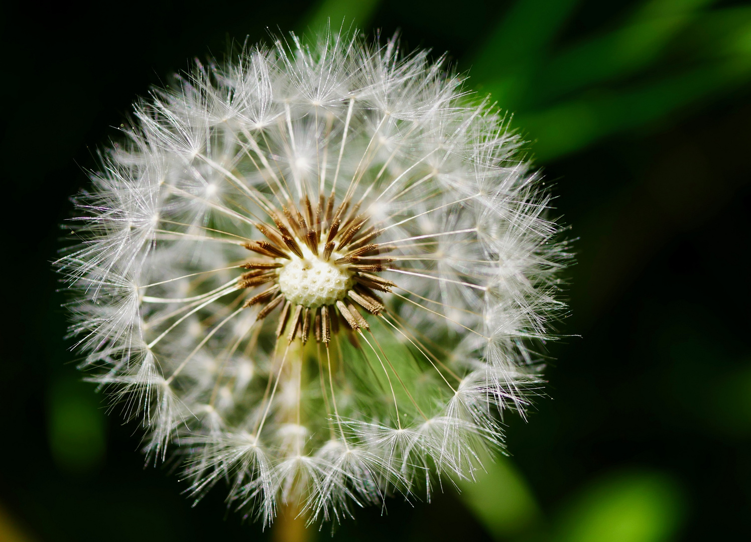 Pusteblume