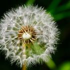 Pusteblume