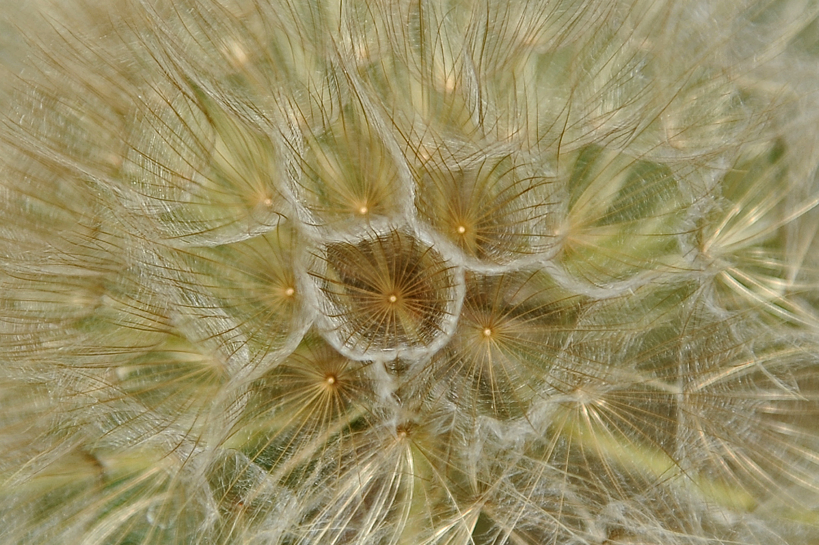 Pusteblume