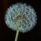 Pusteblume