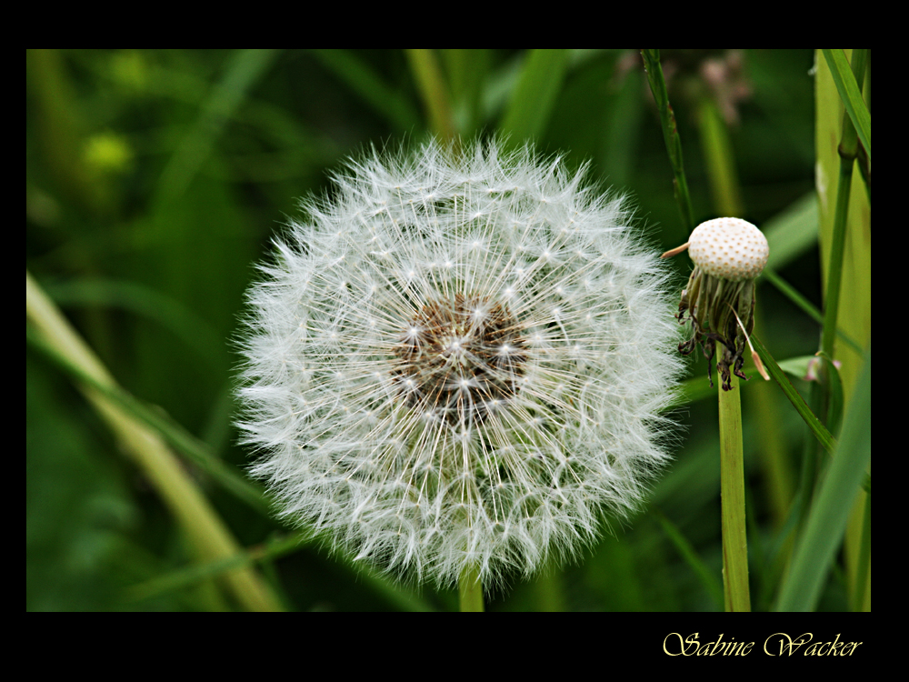 Pusteblume