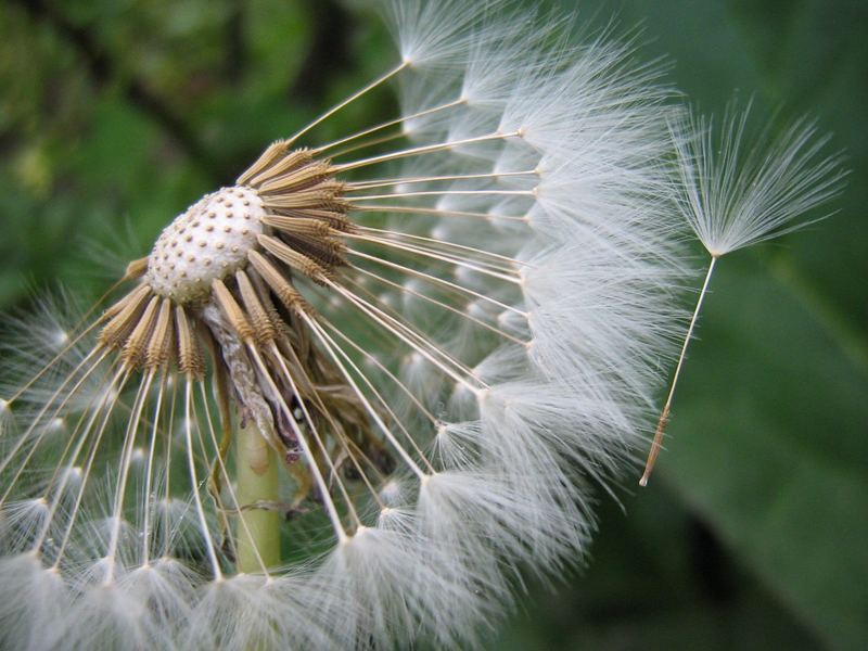 Pusteblume... =)