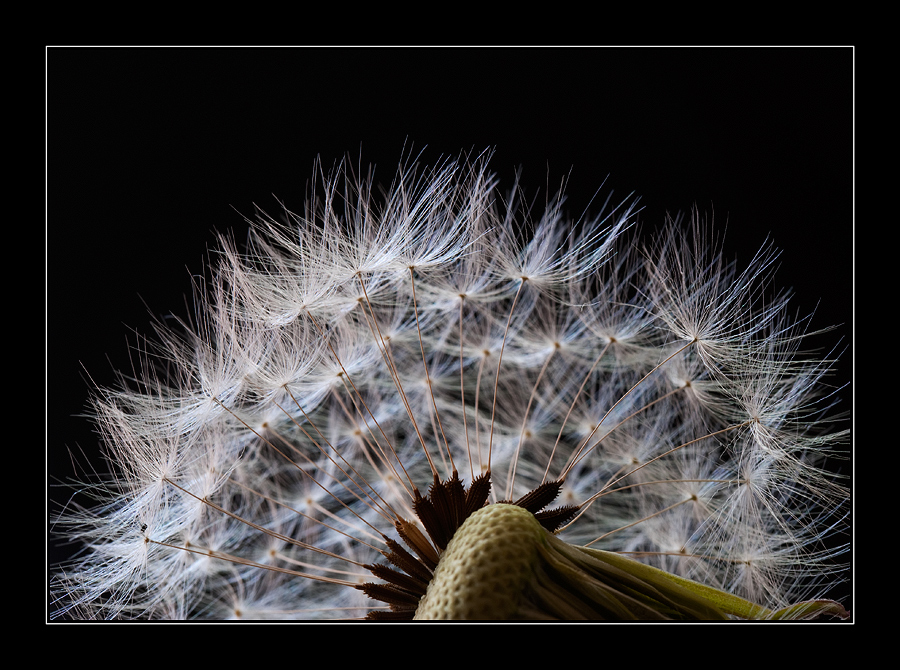 ~Pusteblume~