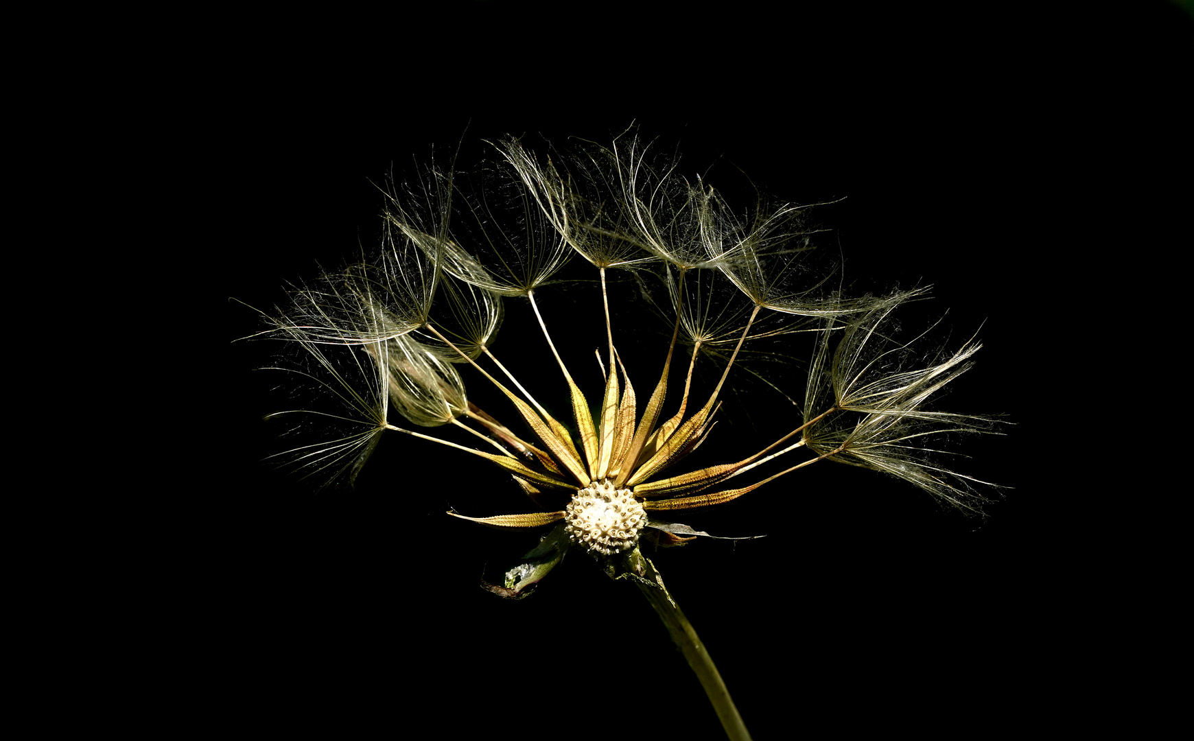 Pusteblume