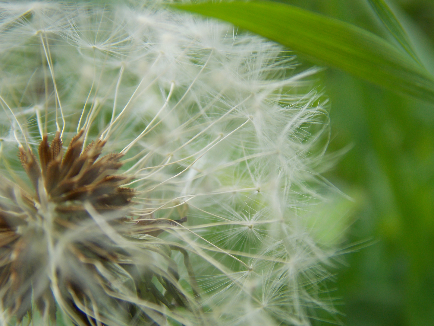 Pusteblume