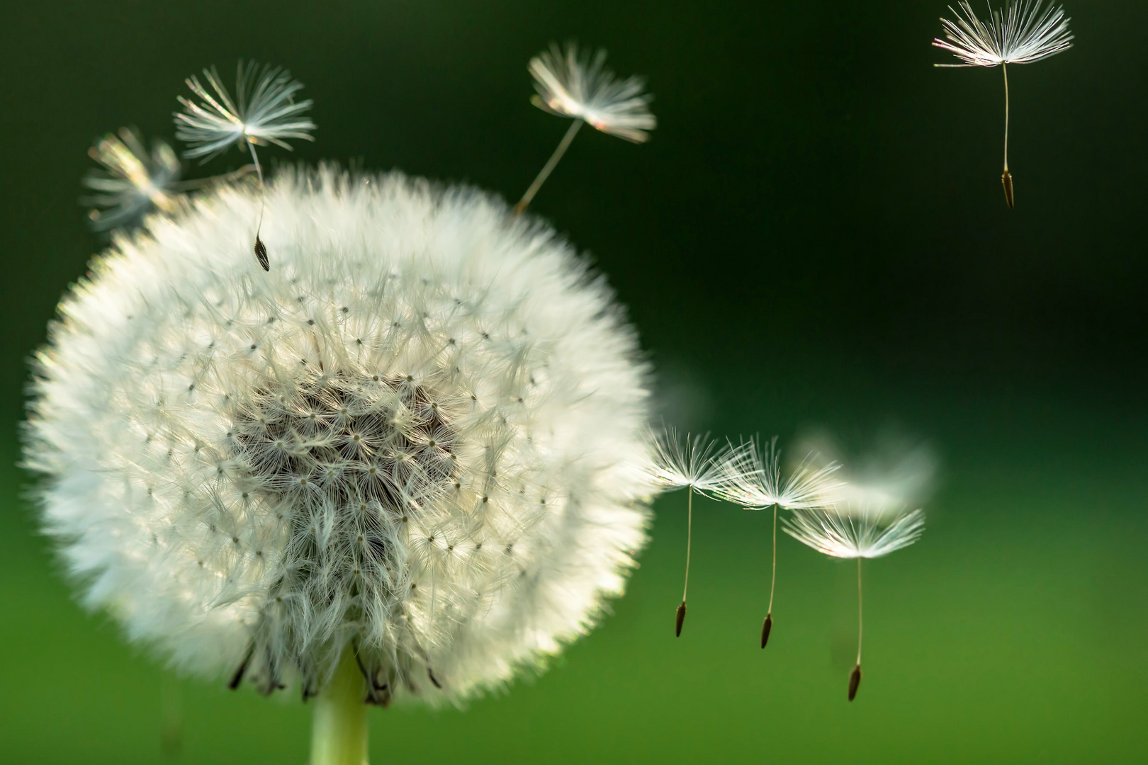 Pusteblume