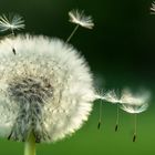 Pusteblume