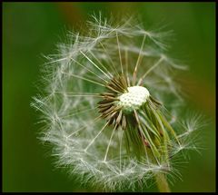 Pusteblume