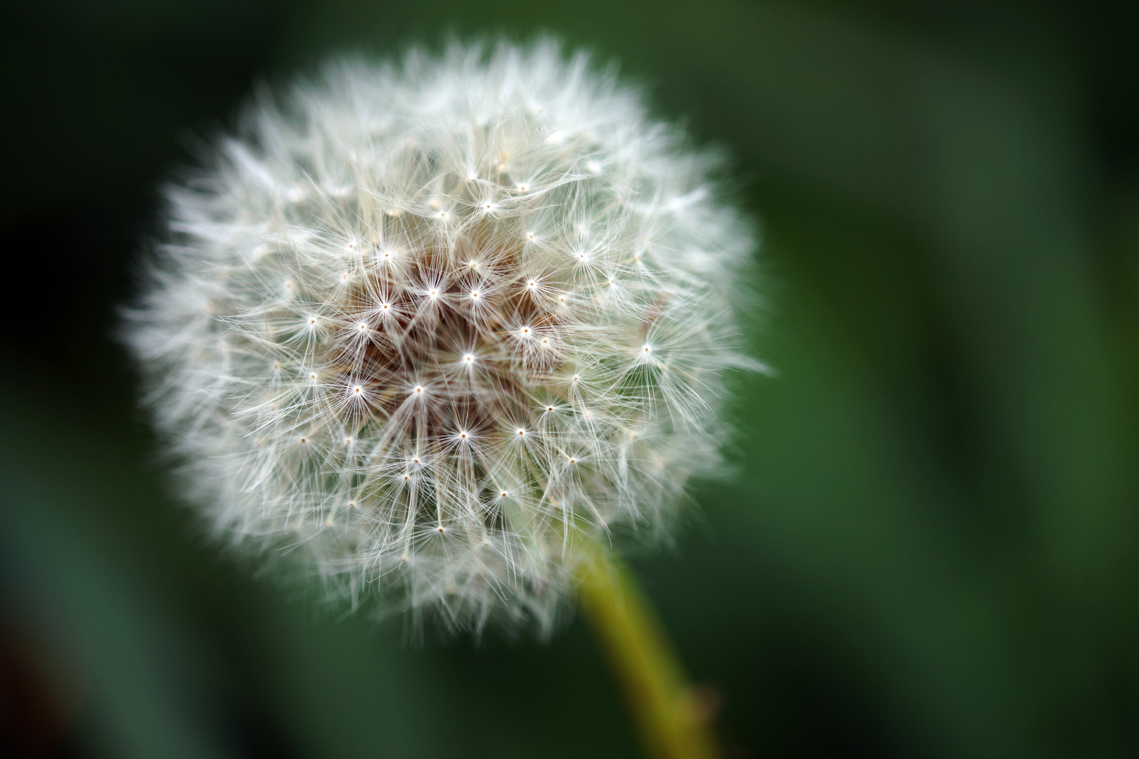 Pusteblume