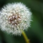 Pusteblume