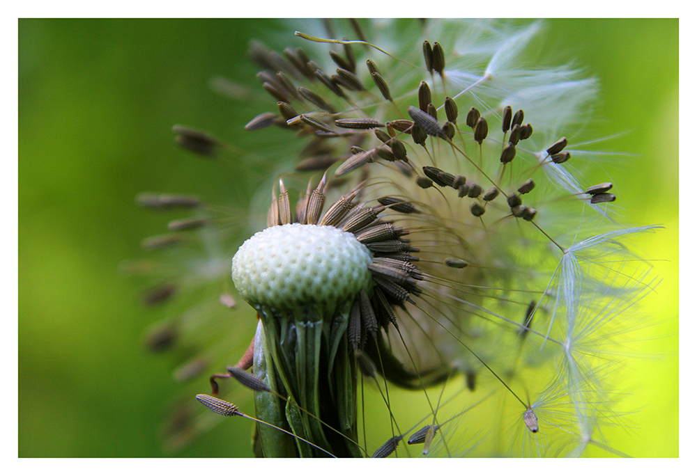 Pusteblume