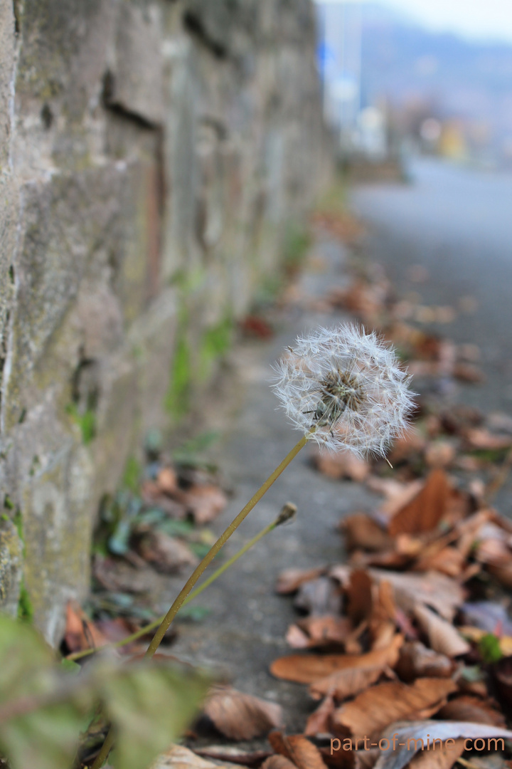 Pusteblume