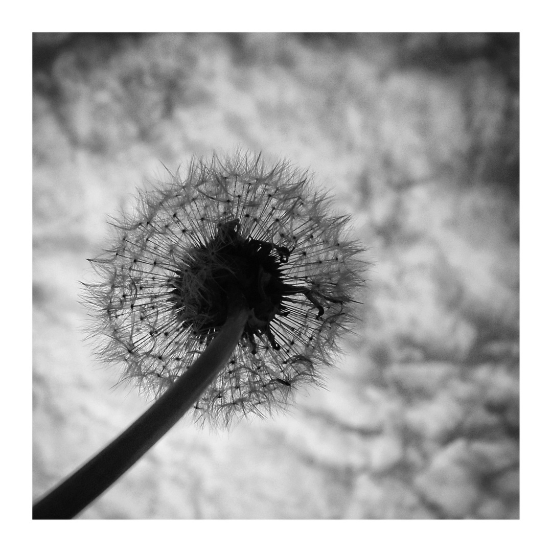 Pusteblume