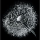 Pusteblume