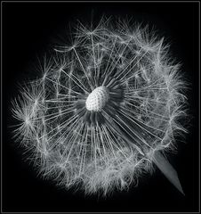 Pusteblume