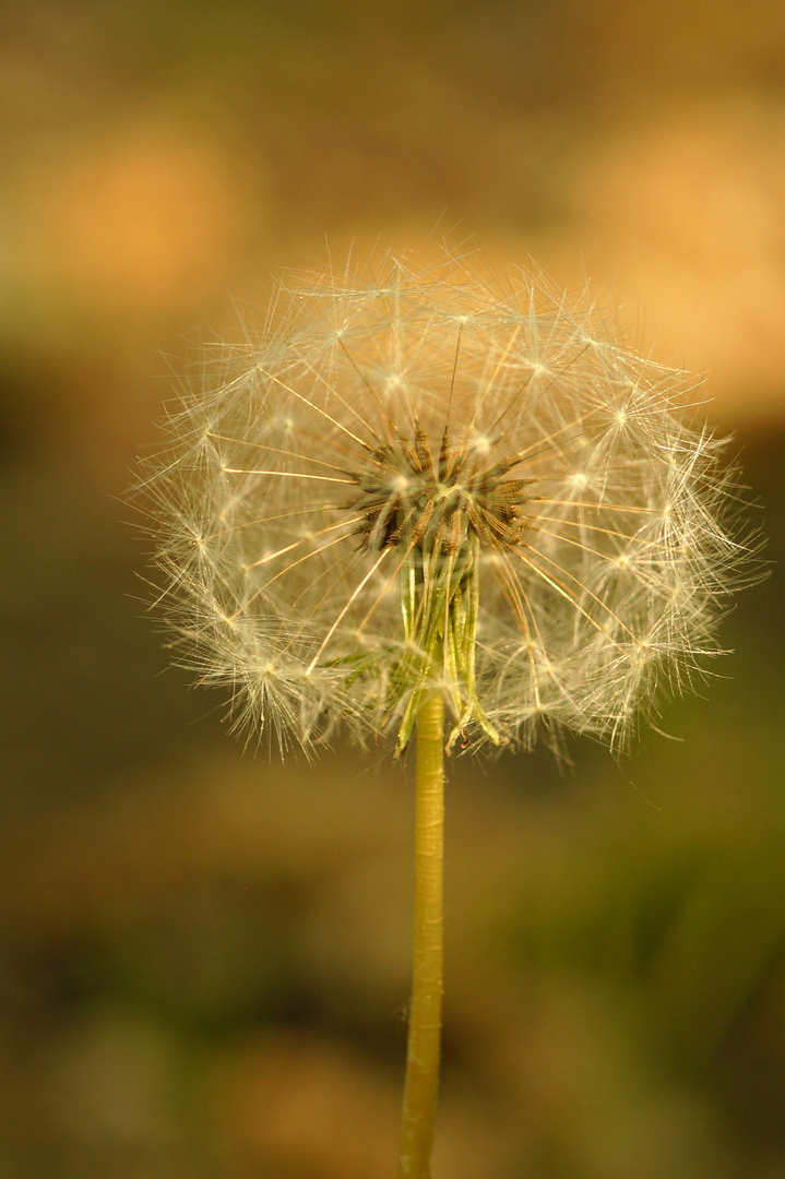 Pusteblume