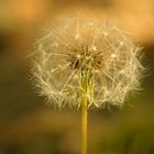 Pusteblume