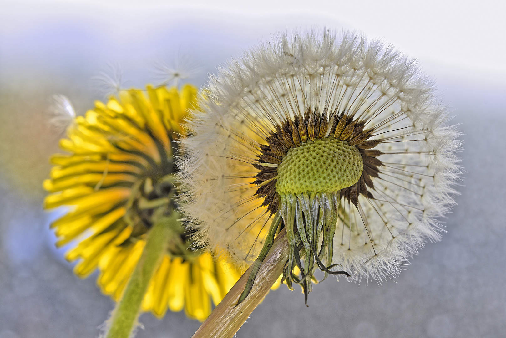 Pusteblume