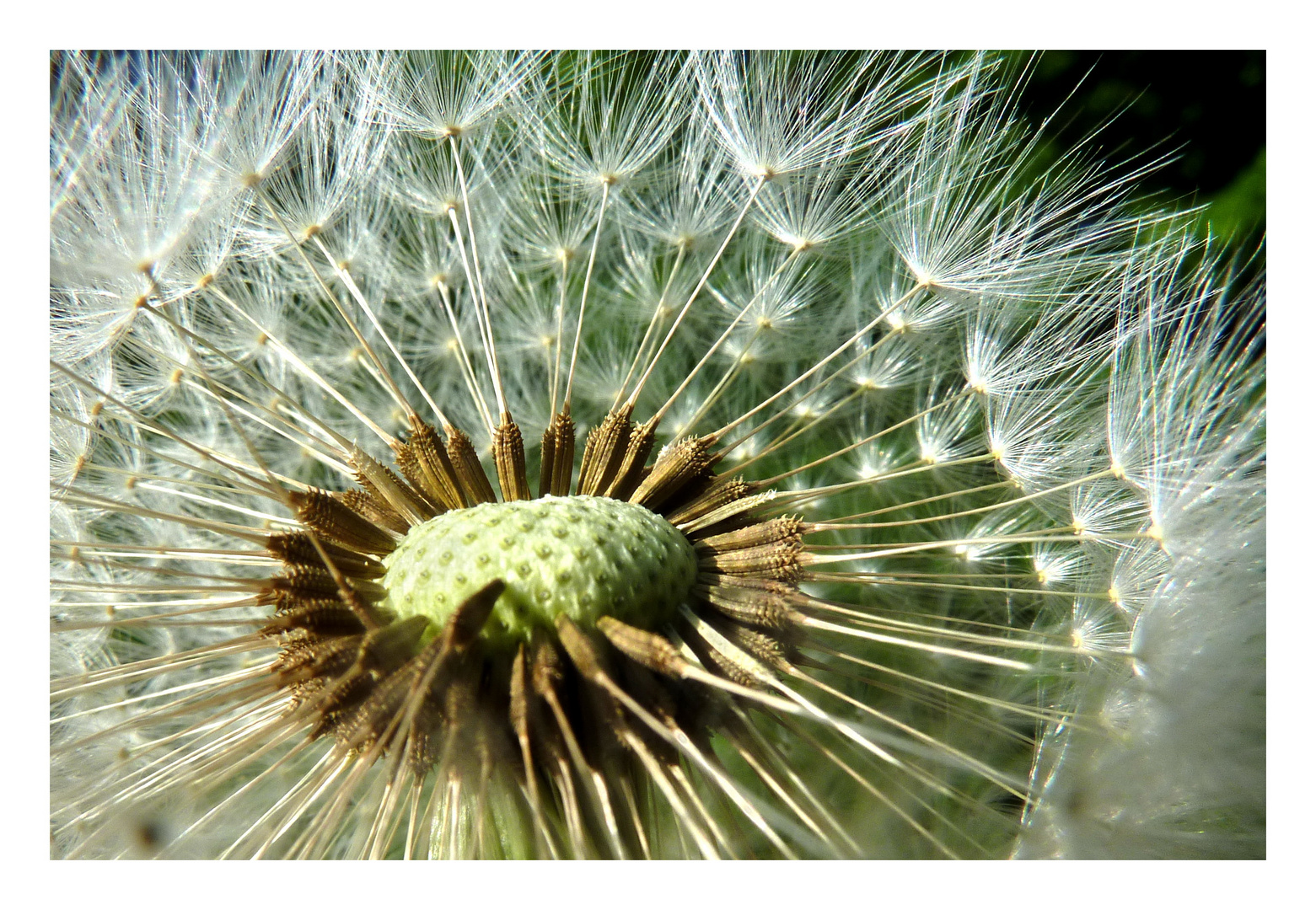 Pusteblume